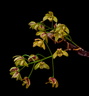 Dendrobium gracilicaule