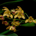 Dendrobium gracilicaule