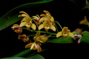 Dendrobium gracilicaule