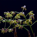 Dendrobium gracilicaule