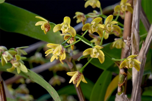 Dendrobium gracilicaule