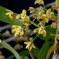 Dendrobium gracilicaule