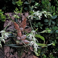Dendrobium gregulus
