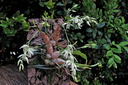 Dendrobium gregulus