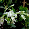 Dendrobium gregulus