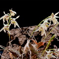 Dendrobium gregulus