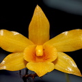 Dendrobium hancockii