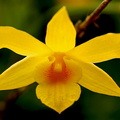 Dendrobium hancockii