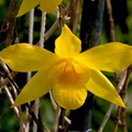 Dendrobium hancockii