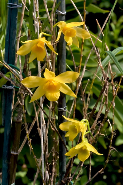 Dendrobium hancockii