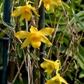 Dendrobium_hancockii4.jpg