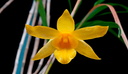 Dendrobium hancockii