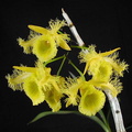 Dendrobium harveyanum