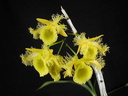 Dendrobium harveyanum