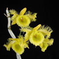 Dendrobium harveyanum