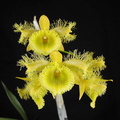 Dendrobium harveyanum