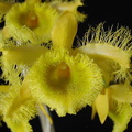 Dendrobium harveyanum