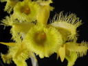 Dendrobium harveyanum