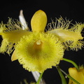 Dendrobium harveyanum