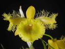 Dendrobium harveyanum