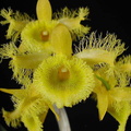 Dendrobium harveyanum