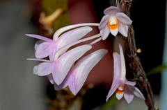 Dendrobium hasseltii
