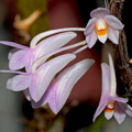 Dendrobium hasseltii