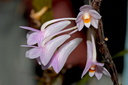 Dendrobium hasseltii