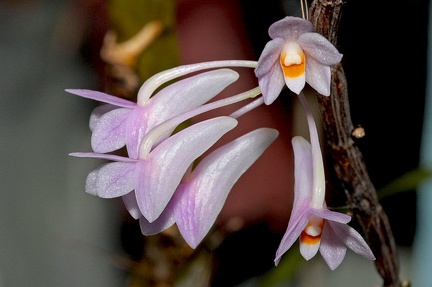 Dendrobium hasseltii
