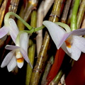 Dendrobium hasseltii