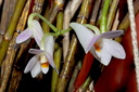 Dendrobium hasseltii