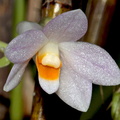 Dendrobium hasseltii