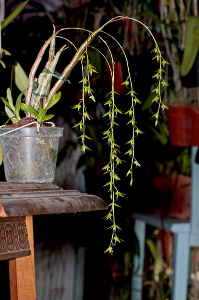 Dendrobium hemimelanoglossum Guillaumin Dendrobium_hemimelanoglossum1.jpg