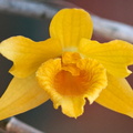 Dendrobium henryi