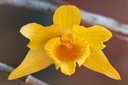 Dendrobium henryi