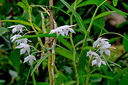 Dendrobium hercoglossum