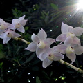 Dendrobium hercoglossum