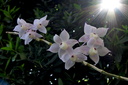 Dendrobium hercoglossum