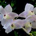 Dendrobium hercoglossum