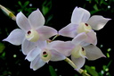 Dendrobium hercoglossum
