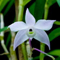 Dendrobium hercoglossum