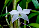 Dendrobium hercoglossum