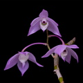 Dendrobium_hercoglossum6.jpg