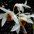 Dendrobium heterocarpum