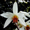 Dendrobium heterocarpum