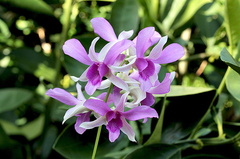 Dendrobium hybride