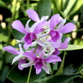 Dendrobium hybride