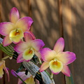 Dendrobium Oriental Smile 'Fantasy'