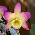 Dendrobium Oriental Smile 'Fantasy'