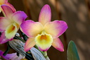 Dendrobium Oriental Smile 'Fantasy'